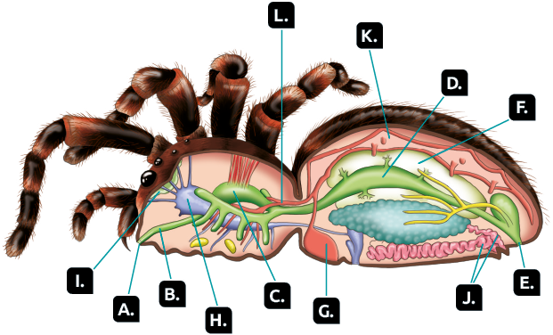 Ilustração. Interior da aranha com vista para alguns órgãos. Na região da extremidade anterior do cefalotórax, a boca, indicada pela letra A. Partindo da boca, uma estrutura em formato de tubo, a faringe, indicada pela letra B. O tubo se liga a uma estrutura com formato de saco alongado, o estômago, indicado pela letra C. Na região do abdome, o tubo fica mais largo, e se estende até o final do abdome, o intestino, indicado pela letra D. Na extremidade final no intestino, o ânus, indicado pela letra E. Atrás do intestino, uma estrutura grande em formato de saco alongado, a glândula digestiva, indicada pela letra F. Na região inferior, no começo do cefalotórax, uma estrutura com formato de saco, os pulmões, indicados pela letra G. Na região do cefalotórax, uma estrutura alongada com filamentos, o cérebro, indicado pela letra H. Ligado as quelíceras, uma estrutura em formato de saco, as glândulas de veneno, indicadas pela letra I. Na porção final do abdome, uma estrutura cilíndrica alongada e contorcida, as glândulas produtoras de seda, indicadas pela letra J. Na região dorsal do abdome, uma estrutura composta por tubos e com formato irregular, o coração, indicado pela letra K. Os tubos se ramificam em direção a região anterior, formando os vasos sanguíneos que estão indicados pela letra L.