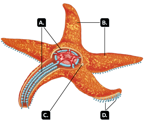 Ilustração. Estrela-do-mar alaranjada e com cinco pontas. Marcados com a letra A, os canais internos, filamentos que estão no centro e nos braços dela. Marcado com a letra B, os braços, cinco pontas que compõem o corpo. Marcados com a letra C, o madreporito, pequena estrutura arredondada que está no centro da estrela. Marcados com a letra D, os pés ambulacrais, pequenas hastes que há na parte posterior da estrela.