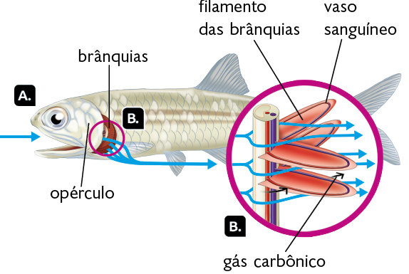 Ilustração. Marcado com a letra A, um peixe de corpo comprido, com uma seta azul apontando para a direita em direção a boca do peixe. Na cabeça está o opérculo, parte posterior da cabeça. Marcadas com a letra B, atrás do opérculo, as brânquias, órgãos avermelhados, alongados e curvos. Delas, saem linhas que se juntam para formar uma seta azul apontando para a direita. Destacando novamente a letra B, as brânquias, que são compostas por um tubo vertical com linhas azuis e vermelhas em seu interior. Os filamentos das brânquias são acoplados ao tubo e apresentam formato ovalado com linhas sobre elas, que são os vasos sanguíneos. Há 6 setas azuis que passam pelas brânquias e duas setas pretas, que representam o gás carbônico.