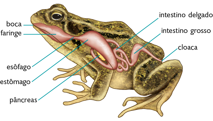 Ilustração. Uma rã com destaque para o sistema digestório. Na cabeça, há a boca seguida pela faringe e pelo esôfago, órgãos em formato de tubo, que seguem até o estômago, estrutura arredondada. Atrás dele, o pâncreas, pequena estrutura ovalada. No centro, junto ao estômago, o intestino delgado, tubo curvo e fino que segue para o intestino grosso, órgão arrendado que acaba na cloaca, parte posterior do corpo.