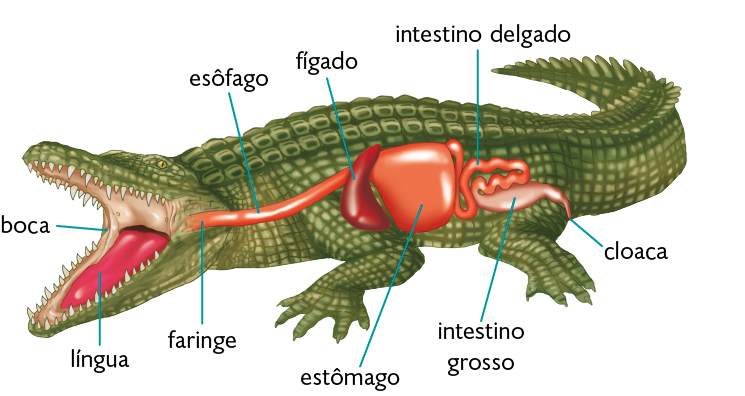 Ilustração. Um jacaré com destaque para o sistema digestório. Na cabeça, há a boca com a língua retangular, seguida pela faringe e pelo esôfago, órgãos em formato de tubo que levam até o estômago, uma estrutura arredondada. No lado esquerdo do estômago, o fígado, estrutura arredondada e curva. No lado direito do estômago, o intestino delgado, tubo curvo e fino que segue para o intestino grosso, estrutura arredondada que acaba na cloaca, parte posterior do corpo.