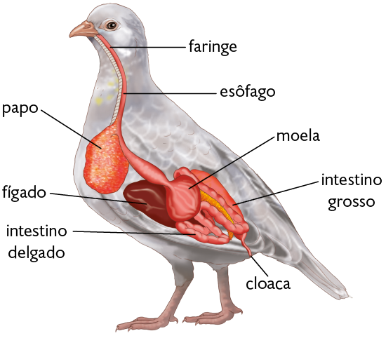 Ilustração. Uma ave com destaque para o sistema digestório. Na região do pescoço está a laringe, seguida pelo esôfago, que são órgãos em formato de tubo. O esôfago liga-se ao papo, uma estrutura arredondada e grande. Além disso, um tubo parte do esôfago e segue em direção à moela, que é uma parte arredondada, localizada no centro do sistema digestivo. Ao lado da moela, o fígado, estrutura ovalada. Ligado à moela, encontra-se o intestino delgado, composto por uma estrutura dobrada. Acima dele, encontra-se o intestino grosso, que é uma estrutura arredondada e comprida. Na parte posterior do sistema digestivo, encontra-se a cloaca.