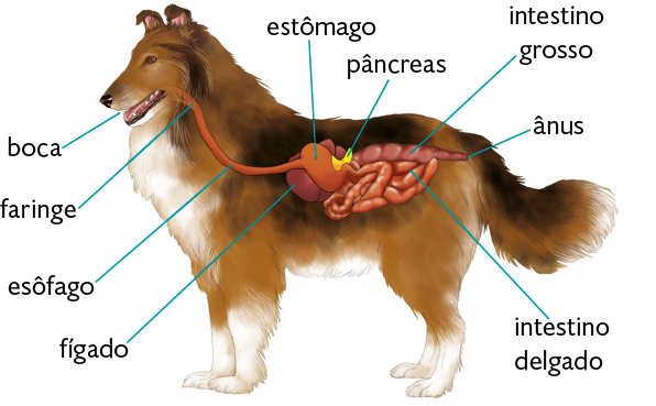 Ilustração. Um cachorro com destaque para o sistema digestório. Na cabeça, há a boca com a língua, seguida pela faringe e pelo esôfago, órgãos em formato de tubo que levam até o estômago, uma estrutura arredondada. Ligado ao estômago, o pâncreas, pequena estrutura arredondada com partes irregulares. Abaixo do estômago, o fígado, estrutura arredondada. No lado direito do estômago, o intestino delgado, tubo curvo e fino. Acima dele, encontra-se o intestino grosso, estrutura arredondada que termina no ânus, que é a parte posterior do corpo, próximo à cauda.