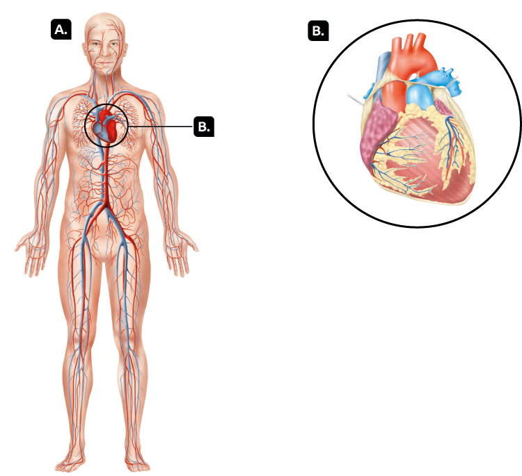 Ilustrações. Marcada com a letra A, a silhueta de uma pessoa em pé. Pelo corpo, há muitas veias vermelhas e azuis que se estendem pelo tronco e pelos membros inferiores e superiores. As veias do tronco são mais espessas em relação às outras veias. Marcado com a letra B, na silhueta, um coração. Ao lado, em destaque novamente para a letra B, o coração, com veias e parte inferior curva. Acima, em azul-escuro a veia cava superior e em azul-claro a artéria pulmonar. Em vermelho, a artéria aorta.