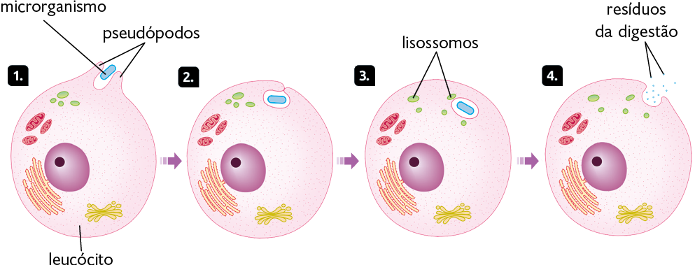 Esquema com ilustrações. Marcado com o número 1, um leucócito, forma arredondada com esfera roxa menor dentro que tem uma bolinha no centro. Ligada a esfera, formas alongadas e curvadas alaranjadas. À direita, formas cilíndricas em amarelo. Acima da esfera, formas ovaladas e compridas em vermelho. Acima delas, formas arredondadas em verde. Na parte superior, uma abertura com margens que se chamam pseudópodos e, entre eles, uma forma cilíndrica em azul, um microrganismo. Seta apontando para o número 2, os pseudópodos estão fechados, encostados um no outro, com o microrganismo dentro. Seta apontando para o número 3, o microrganismo está dentro do leucócito e próximo a ele, em destaque, as estruturas arredondadas em verde, os lisossomos. Seta apontando para o número 4, há uma abertura na parte superior do leucócito com pequenos pontos azuis na parte exterior, os resíduos da digestão.