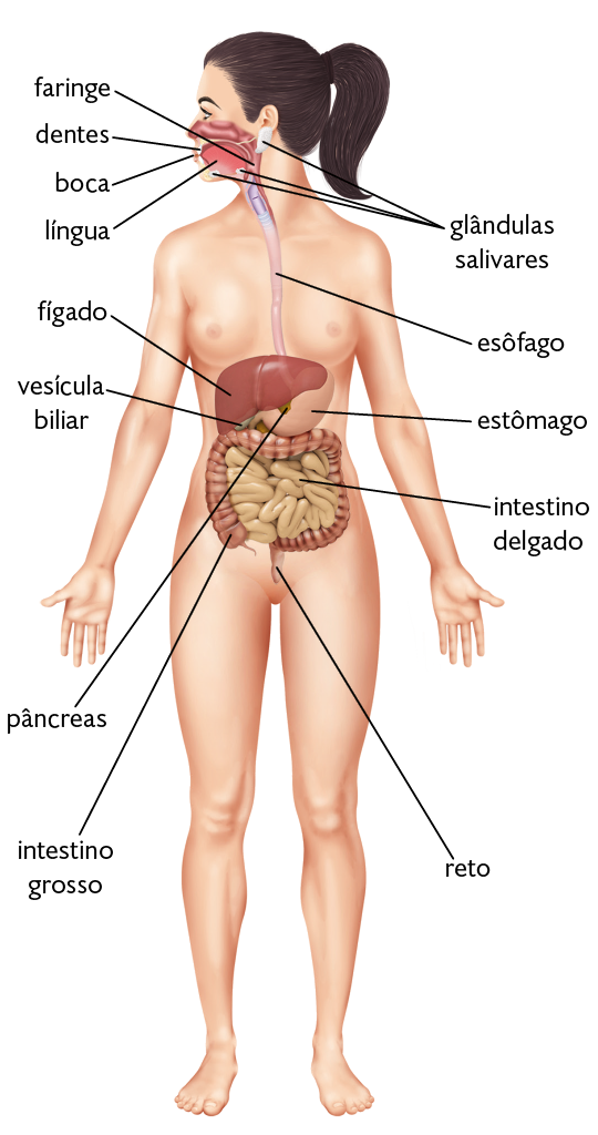 Ilustração. Silhueta de uma pessoa, com destaque para o sistema digestório. Ele é composto por: boca; dentes; língua; faringe, pequeno tubo ligado ao esôfago, localizado próximo ao pescoço; glândulas salivares, pequenas formas arredondadas, localizadas na parte inferior da boca e abaixo do ouvido; esôfago, grande tubo vertical, que se estende do pescoço até o abdômen; fígado, forma arredondada, localizado no abdômen; vesícula biliar, forma arredondada e muito pequena, localizada abaixo do fígado; estômago, forma arredondada e curva, localizado ao lado da vesícula biliar; pâncreas, pequena forma arredondada, localizada atrás do estômago; intestino grosso, tubo largo e curto, localizado abaixo do estômago; intestino delgado, tubo longo e fino enrolado, localizado entre o intestino grosso; reto, canal vertical e curto, localizado abaixo do intestino grosso.