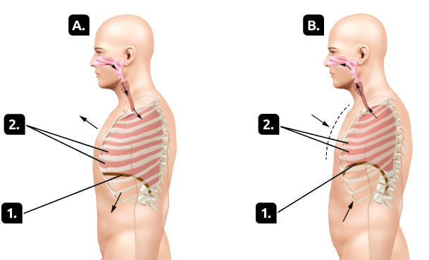 Ilustrações. Marcada com a letra A, uma silhueta de uma pessoa representada da cintura para cima, com destaque nos órgãos e estruturas envolvidos nos movimentos respiratórios. Há três setas localizadas próximas à cavidade nasal, traqueia e pulmão, indicando a entrada de ar. Há também, duas setas saindo do corpo, uma próxima ao tórax e outra abaixo do abdômen. Indicado com o número 1, o diafragma inclinado para baixo. Indicados com o número 2, os músculos intercostais expandidos. Marcada com a letra B, uma silhueta de uma pessoa representada da cintura para cima, com destaque nos órgãos e estruturas envolvidos nos movimentos respiratórios. Há três setas localizadas próximas ao pulmão, traqueia e cavidade nasal, indicando a saída de ar. Há também, duas setas entrando do corpo, uma próxima ao tórax, com linha tracejada indicando contração. Indicado com o número 1, o diafragma encostado no músculo formando uma curva para cima. Indicados com o número 2, os músculos intercostais contraídos.