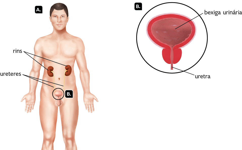 Ilustrações. Marcada com a letra A, silhueta de um homem representado das pernas para cima, com destaque para o sistema urinário. Próximo do abdômen, há os rins, um do lado esquerdo e o outro do lado direito, eles possuem um formato semelhante a um feijão. Abaixo os ureteres, dois tubos que ligam os rins à bexiga. Marcada com a letra B, a bexiga. Em destaque novamente para a letra B, a bexiga urinária em corte, órgão com formato arredondado e com a uretra na uretra localizada na parte inferior, que consiste em um pequeno canal vertical. 