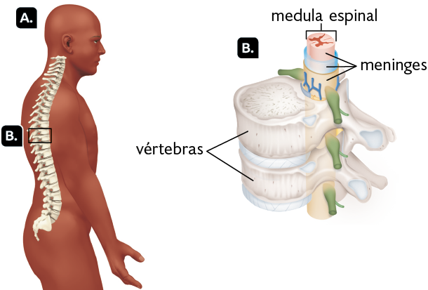 Ilustrações. Marcada com a letra A, uma silhueta de uma pessoa em perfil representada dos joelhos para cima, com destaque para a coluna vertebral, uma estrutura vertical curva que apresenta pequenas hastes horizontais. Marcada com a letra B, parte da coluna vertebral e medula espinal. Em destaque novamente para a letra B, um corte transversal da coluna vertebral. Á esquerda, as vértebras, partes arredondadas que compõem a coluna. Ao lado delas, a medula espinhal, com formato cilíndrico alongado. Ela possui camadas ao redor, as meninges.