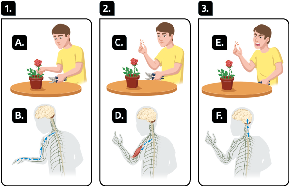 Ilustrações. Na situação 1, marcado com a letra A, um rapaz diante de uma mesa, segurando um alicate com a mão esquerda e apoiando a mão direita sobre o caule de uma rosa plantada em um vaso. Marcada com a letra B, há a silhueta do rapaz, destacando o encéfalo e a medula espinal, com setas partindo da mão direita em direção à medula espinal, indicando um impulso nervoso. Na situação 2, marcada com a letra C, o rapaz, ainda segurando o alicate, está com a mão direita erguida e o indicador levantado, enquanto linhas amarelas saem dele. Marcada com a letra D, há a silhueta do rapaz, destacando o encéfalo, a medula espinhal e o músculo do braço, com setas partindo da medula em direção ao músculo. Na situação 3, marcada com a letra E, o rapaz está com o indicador erguido e linhas amarelas saindo dele, enquanto tem a boca aberta e um dos olhos fechados. Marcada com a letra F, há a silhueta do rapaz, destacando o encéfalo e a medula espinhal, com setas partindo da medula em direção ao encéfalo.