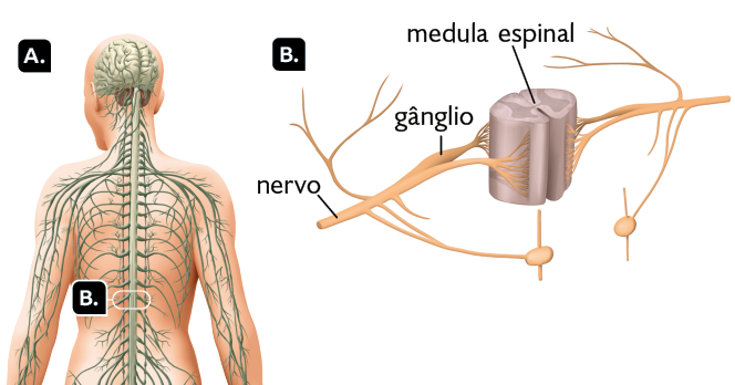 Ilustrações. Marcada com a letra A, a silhueta de uma pessoa de costas, representada da cintura para cima e com destaque para o encéfalo, a medula espinhal e os nervos. Marcado com a letra B, temos um destaque para uma parte da medula com os gânglios. Em destaque novamente para a letra B, a medula espinhal ao centro, com formato cilíndrico. Nas laterais dela, encontram-se os gânglios, que são estruturas ovais com ramificações finas e pequenas. Na extremidade de cada gânglio encontra-se o nervo.