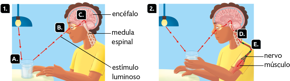 Ilustrações. Na situação 1, há um ambiente fechado com uma lâmpada na parte superior, apontando setas para baixo em direção a um copo com líquido marcado com a letra A. O copo está sobre uma superfície. Marcado com a letra B, há setas que partem do copo e indicam um estímulo luminoso em direção ao olho de um menino que está à direita, com as mãos apoiadas sobre a superfície. Marcadas com a letra C, as setas seguem para o encéfalo e descem em direção à medula espinal da pessoa. Na situação 2, há um ambiente fechado com uma lâmpada na parte superior, com setas para baixo, na direção de um copo com líquido que está sendo segurado por uma pessoa. Do copo partem setas em direção ao olho do garoto. Marcada com a letra D, as setas seguem para o encéfalo e descem em direção à medula espinal. Marcado com a letra E, as setas seguem para o braço do menino onde estão o nervo e o músculo logo abaixo. 