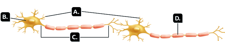 Ilustração. Dois neurônios. Marcadas com a letra A, pequenas ramificações nas extremidades. Marcada com a letra B, estrutura arredondada com formato oval no centro. Marcadas com a letra C, estrutura fina e comprida, com a extremidade direita com ramificações. Marcada com a letra D, formas cilíndricas e espessas, em meio à estrutura C.