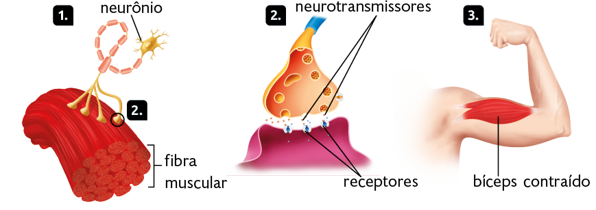 Ilustrações. Marcado com o número 1, há um neurônio ligado à fibra muscular, um fragmento vermelho composto por várias formas cilíndricas e aglomeradas. Marcado com o número 2, há um destaque para a parte inferior do neurônio que está ligada à fibra. Destacando novamente o número 2, temos uma extremidade de duas estruturas: uma ovalada em cima e uma retangular embaixo, separadas. Entre elas, pequenas bolinhas indicam os neurotransmissores e formas esféricas indicam os receptores. Os neurotransmissores e receptores estão próximos. Marcado com o número 3, a silhueta de um braço dobrado de uma pessoa, com a mão fechada. No interior, o bíceps contraído em vermelho.