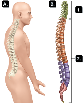 Ilustrações. Marcada com a letra A, uma silhueta de uma pessoa de perfil representada do joelho para cima, com destaque para a coluna vertebral que está na parte posterior do corpo. Marcada com a letra B, a coluna vertebral. Marcado com o número 1, as vértebras iniciais, na parte superior da coluna, representando a região do pescoço. Marcado com o número 2, as vértebras abaixo, na região torácica, lombar e sacral.