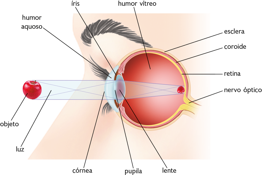 Ilustração. Silhueta do interior do olho de uma pessoa que está de perfil. O formato é circular e a parte interna é chamada de humor vítreo. Na frente, há uma camada fina chamada córnea, seguida por uma camada mais grossa, o humor aquoso. A pupila é uma abertura na parte central do olho, cercada pela íris, que está conectada à coroide, que envolve o olho. A lente, que é circular e espessa, fica atrás da íris. A retina, que está ligada ao nervo óptico na parte posterior do olho, fica ao redor da lente. A esclera é a camada externa que envolve todo o olho. Um objeto arredondado aparece na frente do olho e é projetado como uma faixa de luz que entra no olho. A imagem aparece menor e invertida na parte posterior do olho.