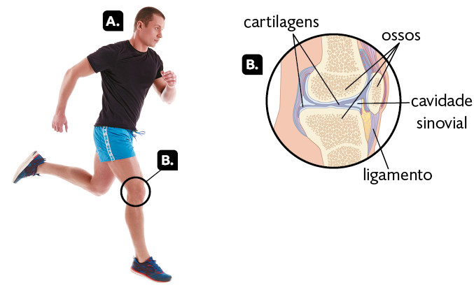 Esquema. À esquerda, indicado pela letra A, está a fotografia de um homem correndo, com a perna esquerda dobrada para trás e a perna direita esticada com o pé apoiado no chão. Indicado pela letra B há um destaque para a região do joelho. E ao lado está a Ilustração B com a representação do interior do joelho. Extremidade de dois ossos maiores, um de frente para outro, e, um osso menor lateral a eles. Os ossos estão próximos e na superfície de contato entre eles, uma camada recobrindo-os, a cartilagem. Entre os ossos, onde não há contato, formam-se espaços, a cavidade sinovial. Na região inferior do osso menor, destaque para o ligamento, conectando-o a um dos ossos maiores. 