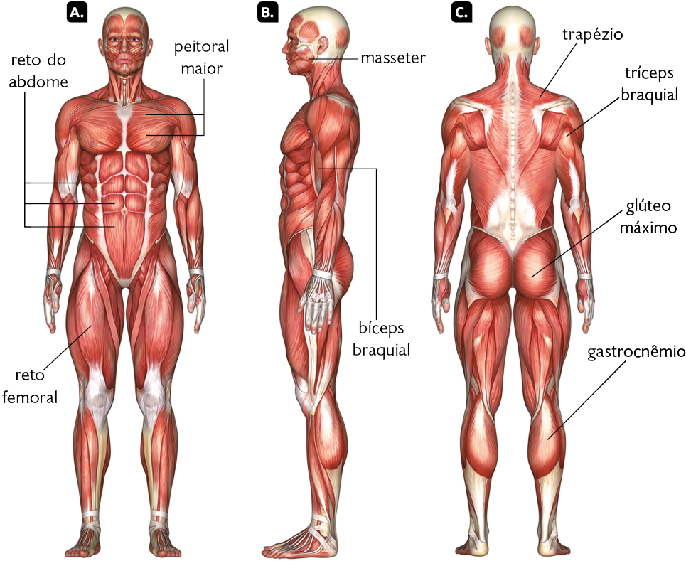 Ilustração de corpo humano com músculos à mostra em três posições diferentes. Posição A. Corpo posicionado de frente. Na porção superior, destaque na região do peito, o peitoral maior e abaixo, na região central do abdome, o reto do abdome. Na porção inferior, destaque na região do fêmur, o reto femoral. Posição B. Corpo posicionado de perfil. No rosto, destaque entre a região da boca e orelha, o masseter; no braço, na região do úmero, destaque para o bíceps braquial. Posição C. Corpo posicionado de costas. Na porção superior, destaque na região dos ombros, o trapézio, e, na região do úmero, o tríceps braquial. Na porção inferior, destaque nas nádegas, o glúteo máximo, e, na região da fíbula, o gastrocnêmio. 