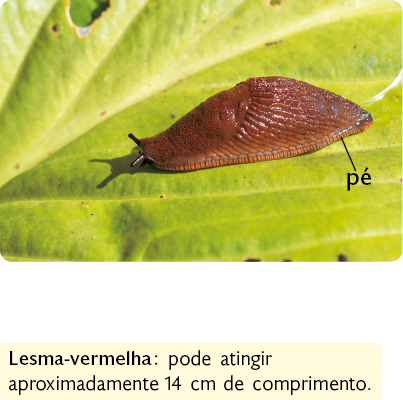 Fotografia. Animal de corpo mole e alongado, com antenas. Na parte inferior do corpo, destaque para porção achatada, o pé. Ele está sobre uma folha verde. Destaque para informação que a lesma-vermelha pode atingir aproximadamente 14 centímetros de comprimento.  