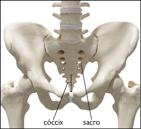 Fotografia. Parte final da coluna vertebral, ossos do quadril e parte superior do fêmur. Destaque para o sacro, ligado à última vértebra, com parte superior larga e parte inferior afunilada; em seguida, o cóccix, ligado à extremidade inferior do sacro, com formato triangular.