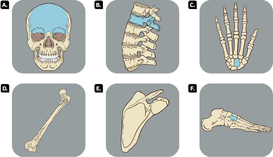 Ilustrações. Item A. Crânio com destaque para o osso frontal, acima dos olhos. Item B. Coluna vertebral com destaque para uma das vértebras. Item C. Ossos da mão com destaque para um osso carpal. Item D. Fêmur, osso comprido com extremidades arredondadas. Item E. Escápula, osso com formato semelhante à uma asa. Item F. Ossos do pé com destaque para um osso tarsal. 