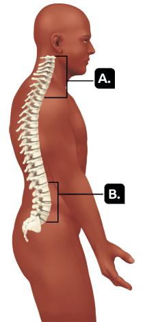 Ilustração. Silhueta de pessoa representada de perfil e com a coluna vertebral em destaque. A região da parte superior, próxima à cabeça está indicada pela letra A. E a região da parte inferior da coluna, antes da extremidade inferior está indicada pela letra B.