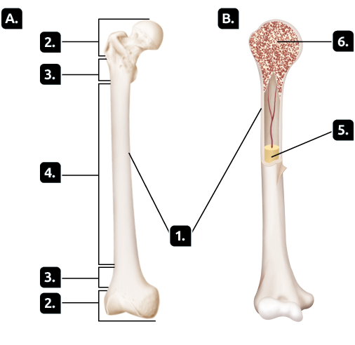 Ilustrações. Item A. Osso comprido e fino, com as extremidades mais largas; e com divisões marcadas por números. 1. Parte externa do osso, o periósteo. 2. Extremidades do osso com duas superfícies com formato arredondado, as epífises. 3. Região abaixo da extremidade, metáfises. 4. Região mais longa do osso, entre as metáfises, a diáfise. Item B. Recorte da metade de um osso comprido e fino, com as extremidades mais largas, com vista para a parte interna; e com divisões marcadas por números. 1. Parte externa do osso, o periósteo. 5.  Pequena estrutura cilíndrica e amarela na região do meio do osso, a medula óssea amarela. 6. Na extremidade do osso, pequenos furos preenchidos de vermelho, a medula óssea vermelha. Dessa estrutura parte um filamento vermelho que se liga à medula óssea amarela.