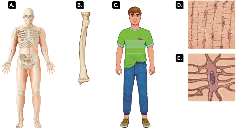 Ilustrações. A. Silhueta de um corpo humano com todos os ossos à mostra. B. Grande osso com extremidades quadradas. C. Rapaz em pé e olhando para a frente. Usa camiseta verde, calça azul e tênis verde. D. Destaque para estruturas compridas com linhas horizontais e pequenos pontos escuros entre elas. E. Estrutura arredondada com núcleo ao centro e ramificações ao redor.