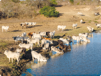 Fotografia. Muitos animais soltos, bois e vacas, em um amplo ambiente de terra e vegetação, próximos a um trecho com água.