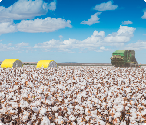 Fotografia. Grande campo com plantação de algodão. Ao fundo uma colheitadeira e dois fardos de algodão colhidos. 