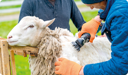 Fotografia. Uma ovelha com pelagem branca. Nas laterais, pessoas, e uma delas segura uma máquina de cortar pelos sobre a ovelha.