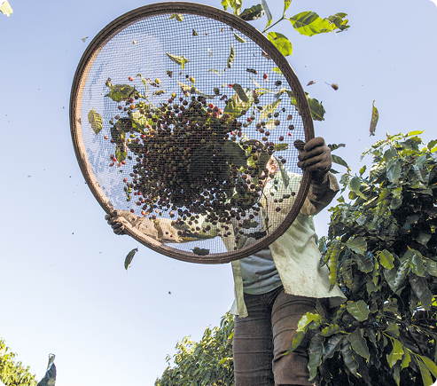 Fotografia. Vista de baixo para cima de uma pessoa segurando uma peneira com grãos de café e folhas. Ao lado, pé de café.