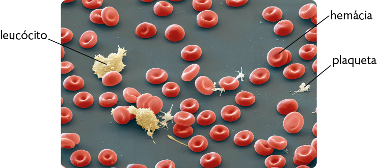 Ilustração de várias hemácias sobre fundo escuro. Elas são redondas, achatadas e vermelhas. Há plaquetas, que possuem formas irregulares e são brancas, além dos leucócitos que são amarelados e possuem margens irregulares.
