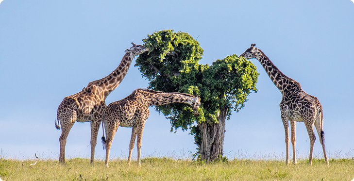 Fotografia. Três grandes girafas comendo folhas de uma árvore. As girafas são quadrúpedes, com pescoço comprido, pelos amarronzados e manchas escuras.