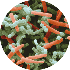 Fotografia. Bactérias compridas avermelhadas e bactérias compridas verdes compostas por bolinhas em forma de cadeias.