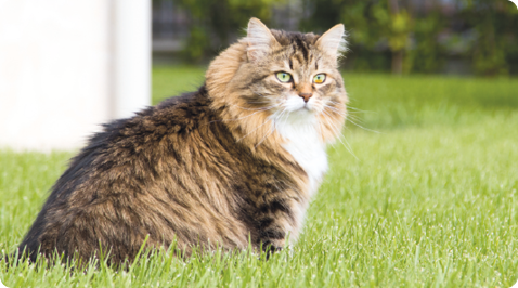 Fotografia. Um gato muito peludo, com olhos verdes, pelos escuros e amarronzados. Ele está em local gramado.
