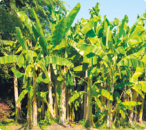 Fotografia. Várias bananeiras juntas. Elas são compostas por grandes folhas verdes. 