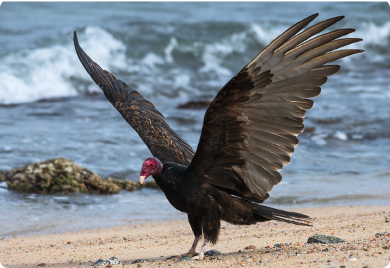 Fotografia. Uma ave com grandes asas, penas pretas, rosto avermelhado e bico curto. Está pousado sobre a areia, com o mar ao fundo.