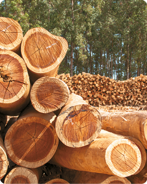 Fotografia. Vários troncos de madeira cortados em cilindros estão empilhados. Ao fundo, há uma pilha com mais troncos e várias árvores.