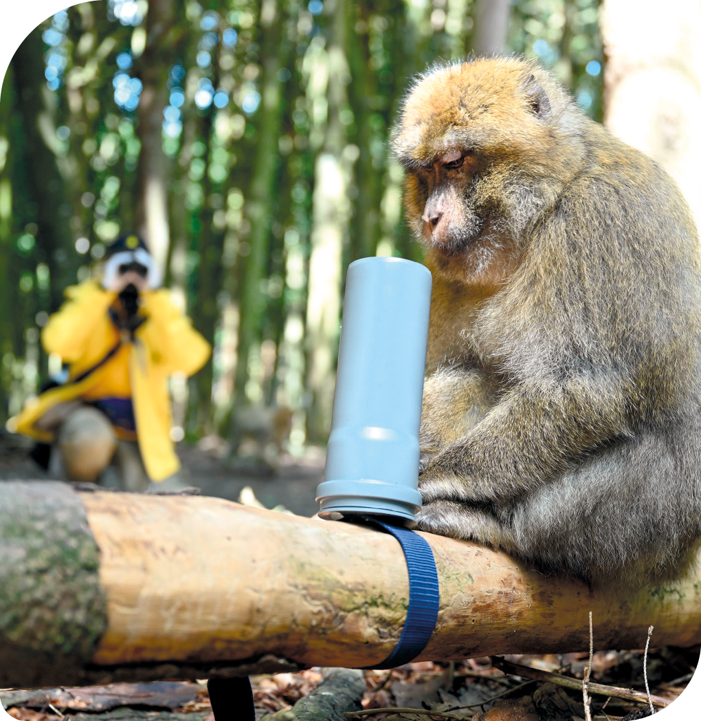 Fotografia. À frente, há um macaco com pelagem escura e partes amareladas, sentado sobre um galho de madeira e com um pequeno cilindro preso ao galho. Ao fundo, há uma pessoa agachada e muitas árvores.