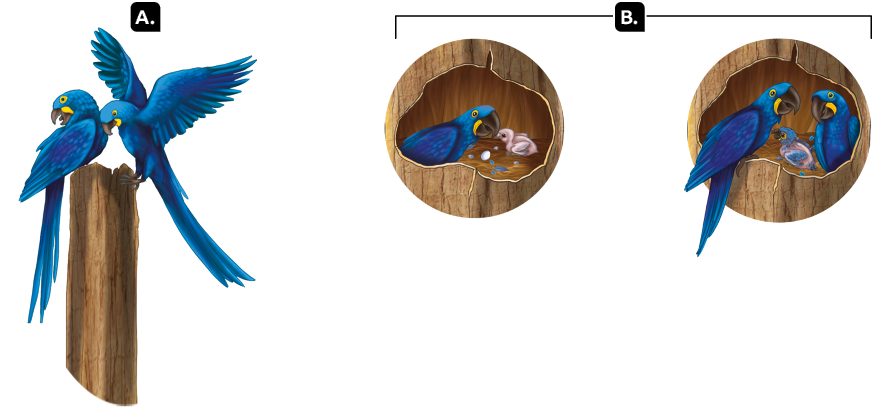 Ilustração. A. Duas araras-azuis em cima de um tronco de árvore. Elas são aves de cor azul, com bico escuro e parte amarela. B. À esquerda, dentro de um ninho, há uma arara e, ao fundo, um filhote sem penas. Ao lado, também dentro do ninho, estão duas araras-azuis e, ao fundo, um filhote com algumas penas azuis.