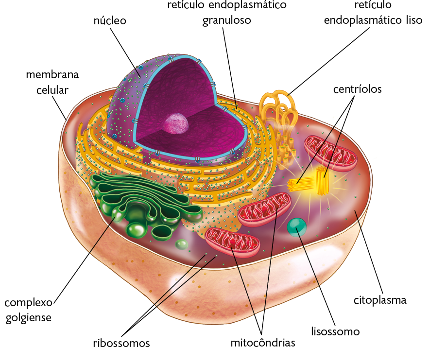 Ilustração. Recorte do interior de uma célula animal. Há uma camada, denominada membrana celular que reveste toda parte externa da célula. No centro, está o núcleo, estrutura esférica com um corte, onde há uma bolinha dentro. Entre a membrana celular e o núcleo, está o citoplasma, composto por uma camada plana. Nele encontram-se diversas organelas. Mitocôndrias, com formato ovalado e comprido. Retículo endoplasmático granuloso localizado ao redor do núcleo, composto de formas alongadas e curvadas com pequenas bolinhas. Complexo golgiense, composto de formas achatadas que são empilhadas e alongadas. Centríolos, composto por formas cilíndricas e finas. Lissomo, com o formato de uma pequena esfera. Ribossomos, pequenas bolinhas que estão espalhados por todo citoplasma. E retículo endoplasmático liso, localizado próximo ao núcleo, com filamentos curvos. 