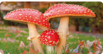 Fotografia. Três cogumelos em um gramado, um ao lado do outro; dois grandes e um pequeno ao meio. Na parte superior dos cogumelos, o chapéu, com formato de semicírculo, e abaixo, o estipe, estrutura cilíndrica, semelhante a um tronco.