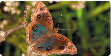 Fotografia de uma borboleta. Ela tem corpo alongado, asas com listras e círculos nas bordas.