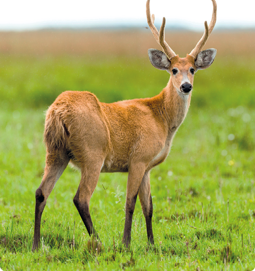 Fotografia. Um cervo, animal quadrúpede, com pelos em todo o corpo, orelhas para as laterais e chifres com aparência de galhos. Está em um local com grama.