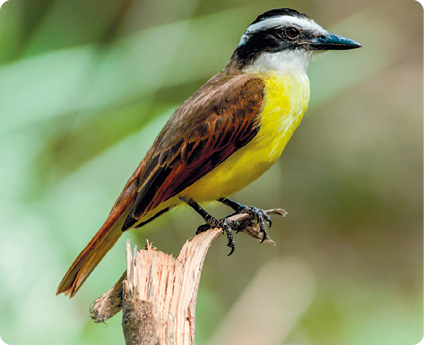 Fotografia. Pássaro pequeno, pousado em um galho. Asas amarronzadas, com patas e bico escuros, o corpo é amarelo e a cabeça branca e preta.