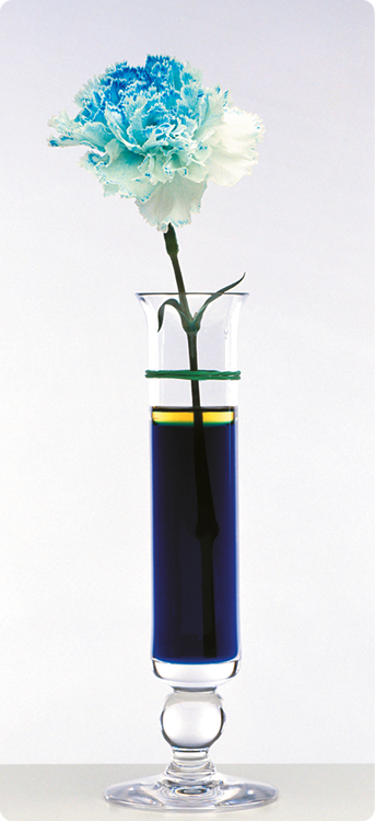 Fotografia. Uma flor com pétalas brancas e algumas azuis e o caule dentro de um vaso de vidro com um líquido azul.