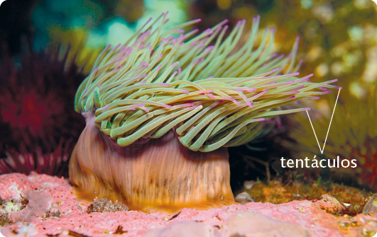 Fotografia. Uma anêmona-do-mar, animal com o corpo dividido em duas partes, uma base cilíndrica fixada no substrato e na parte superior, numerosos filamentos com as extremidades mais fina, os tentáculos. Ao redor, outros elementos marinhos.