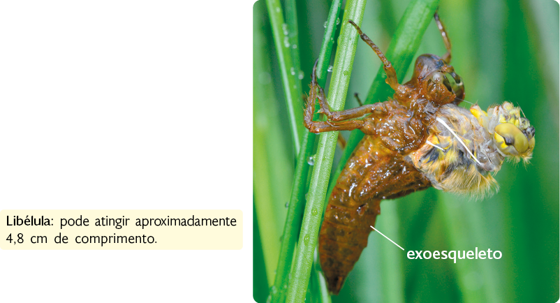 Fotografia. Exoesqueleto de uma libélula preso a uma folha, com o formato do corpo do animal. Na região do tórax, por uma abertura, está saindo à cabeça e parte do corpo da libélula. Destaque para a informação que a libélula pode atingir aproximadamente 4,8 centímetros de comprimento.