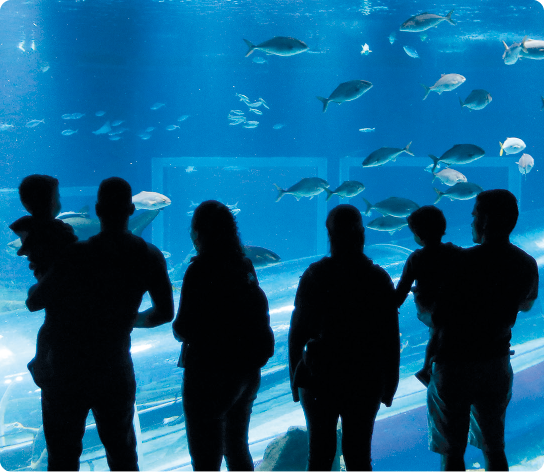 Fotografia. Várias silhuetas humanas em pé, posicionadas diante de um grande aquário de vidro repleto de peixes.